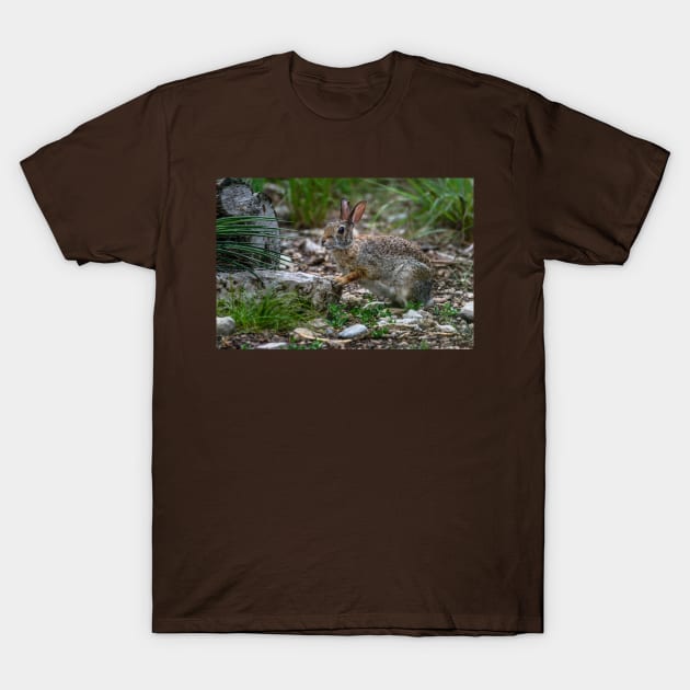 Cottontail Rabbit Hopping Along the Trail T-Shirt by Debra Martz